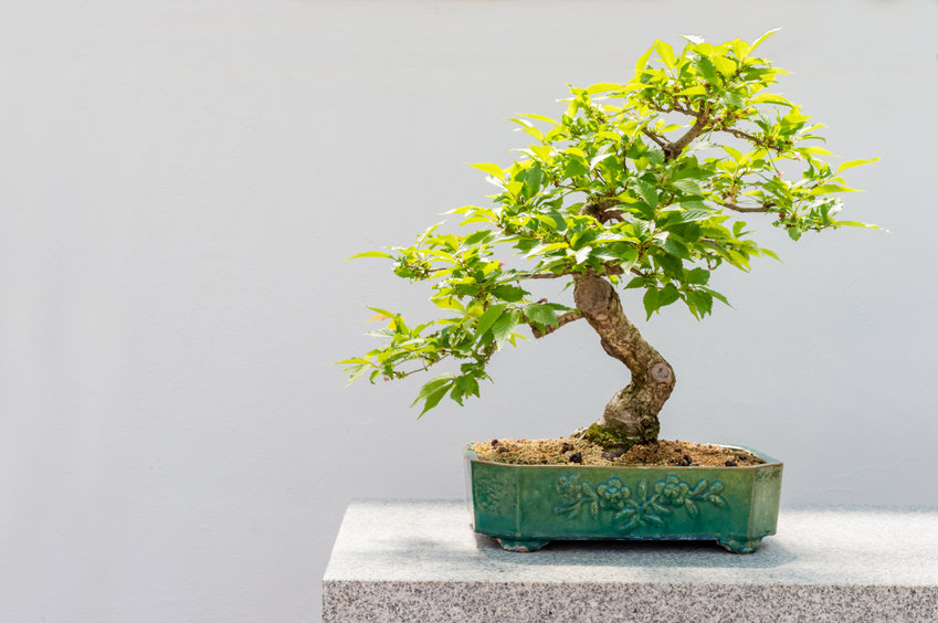 foto Bonsai Ciliegio