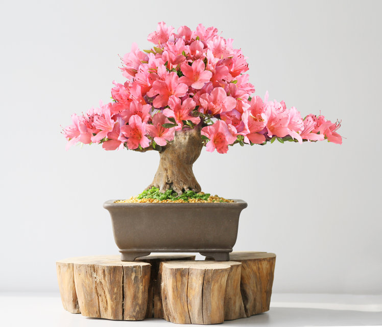 foto bonsai azalea