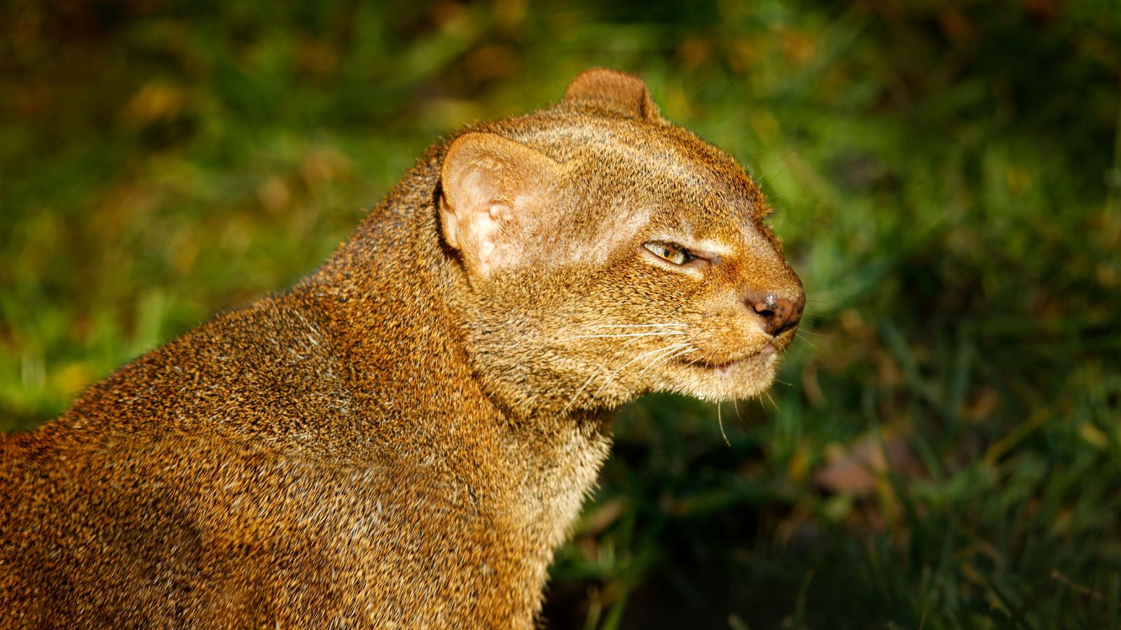 Gatti selvatici pericolosi: yaguarondi