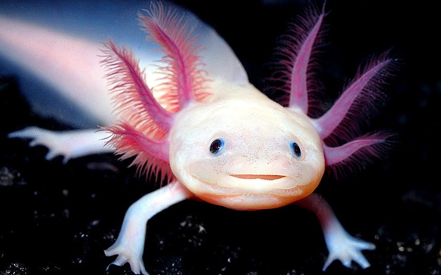 axolotl-che-sorride