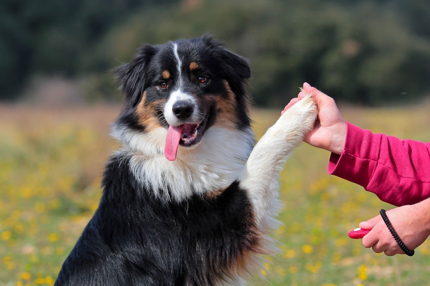 addestramento del cane