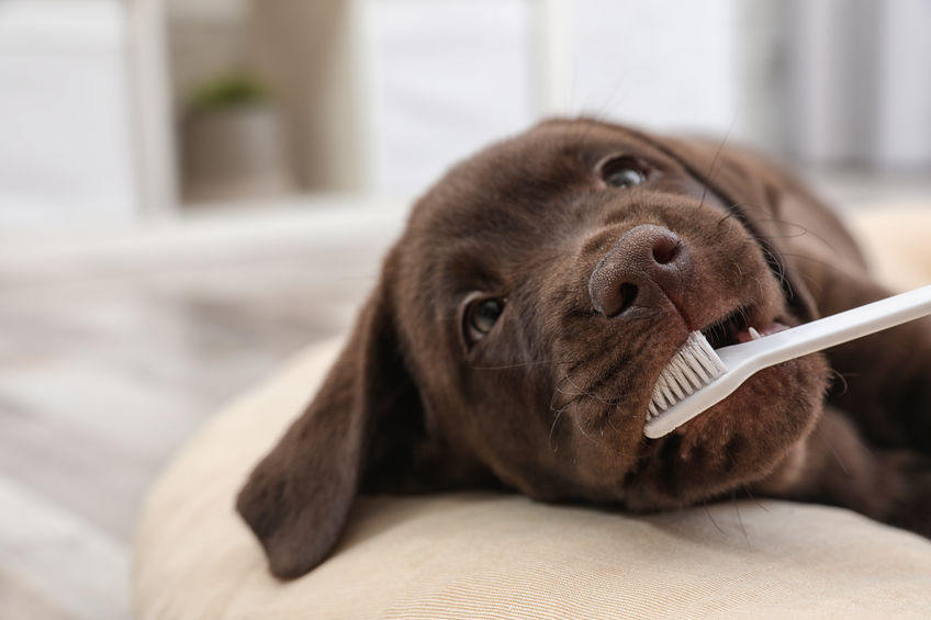cane cura dei denti