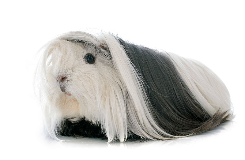 cavia-silkie