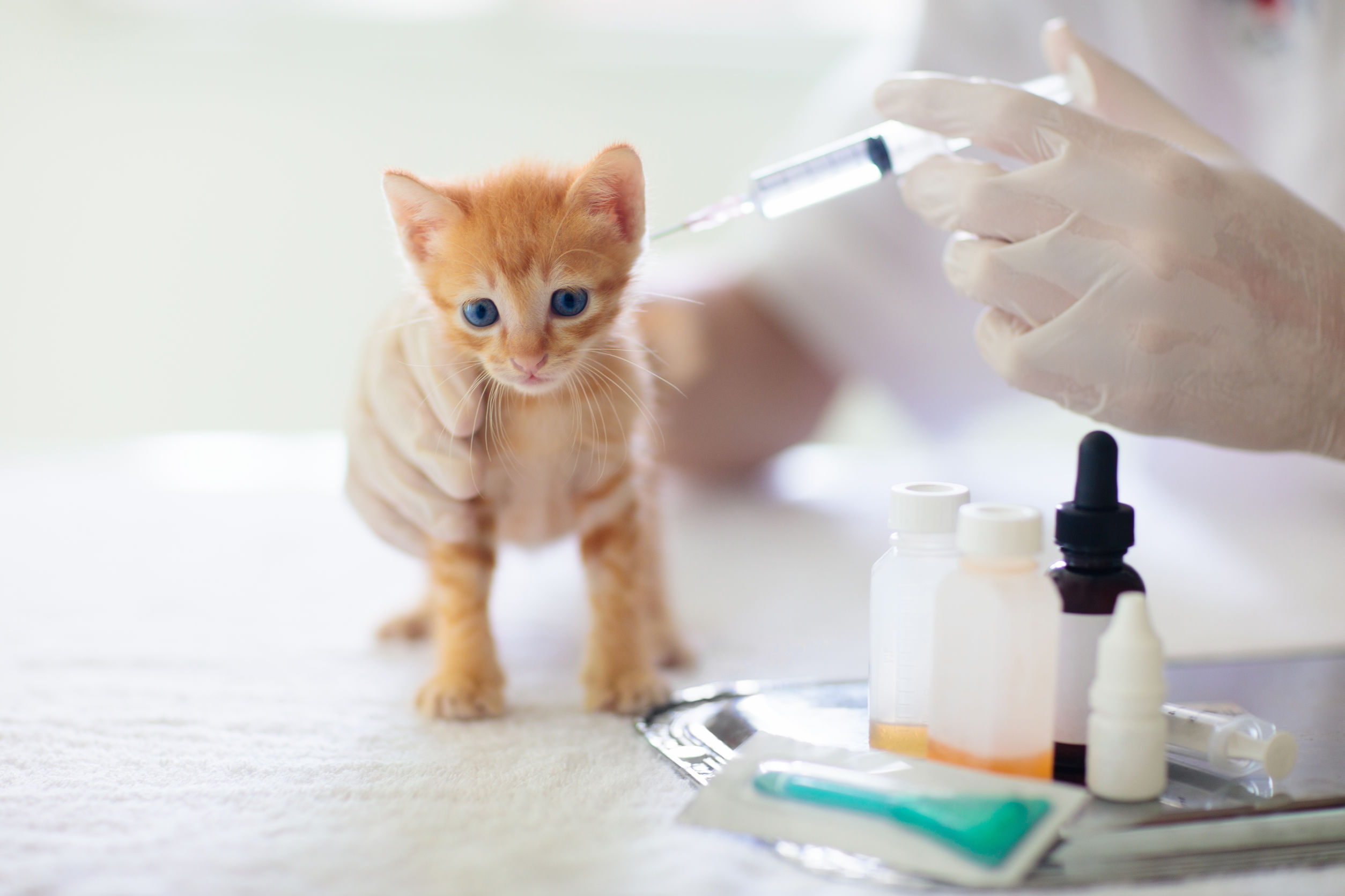 I vaccini consigliati per il gatto