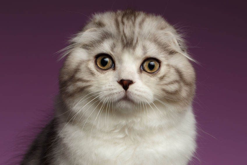 Gatto scottish fold