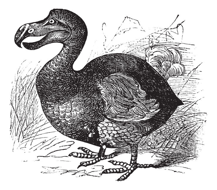 Illustrazione di un dodo