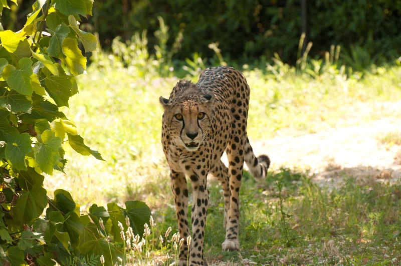 safari italia sud