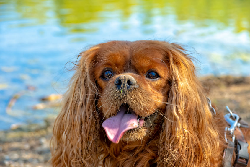 cavalier king