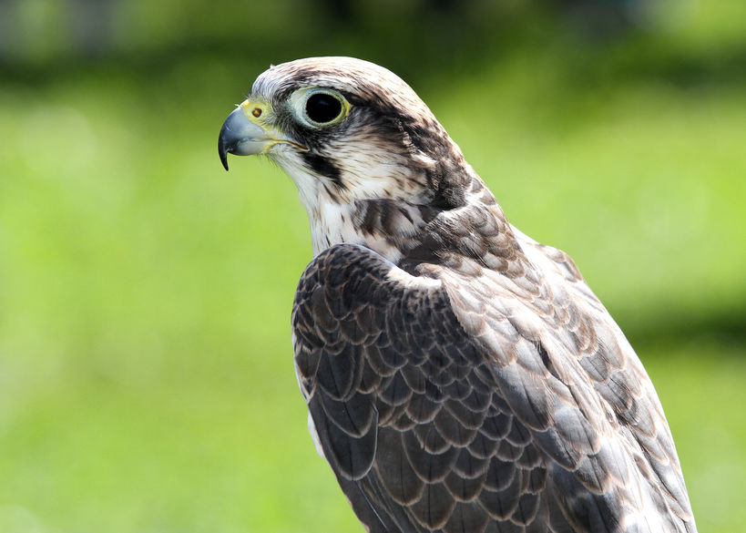 Falco pellegrino