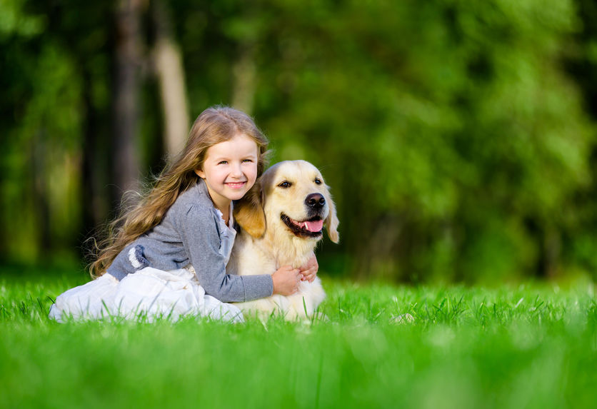 golden retriever labrador