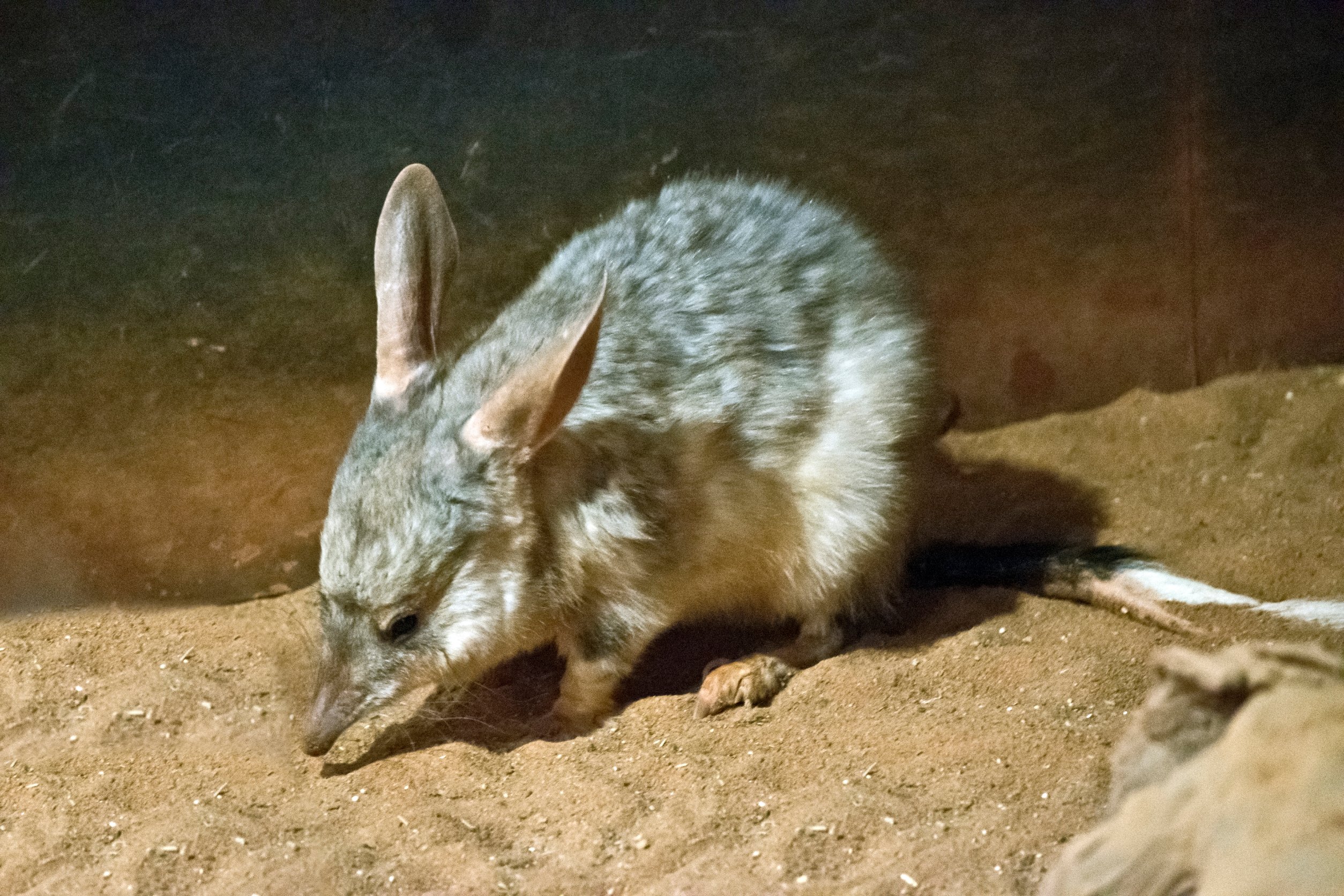 bilby