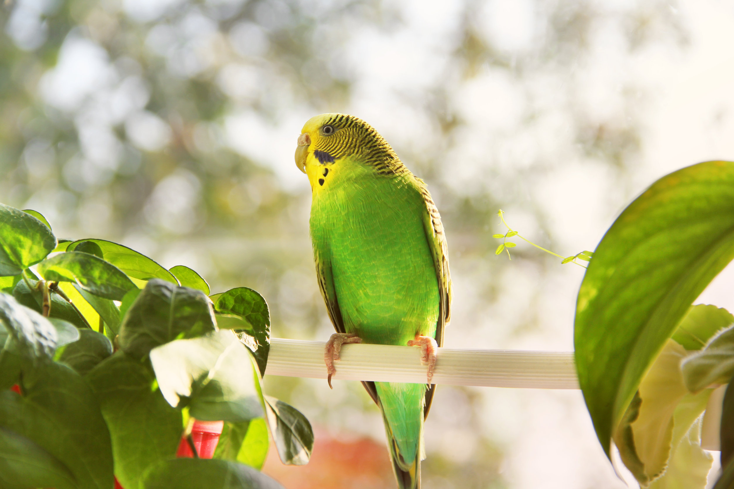 pappagallo parrocchetto