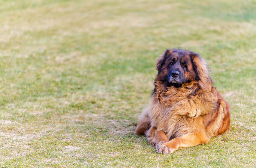 Cane Leonberger