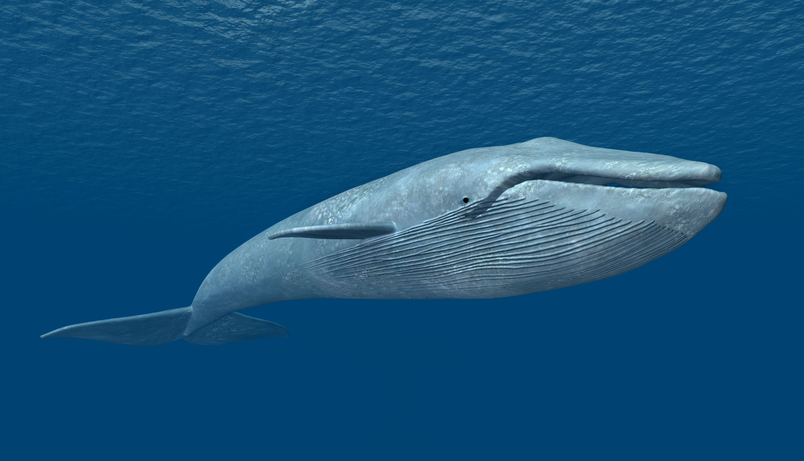 balena azzurra