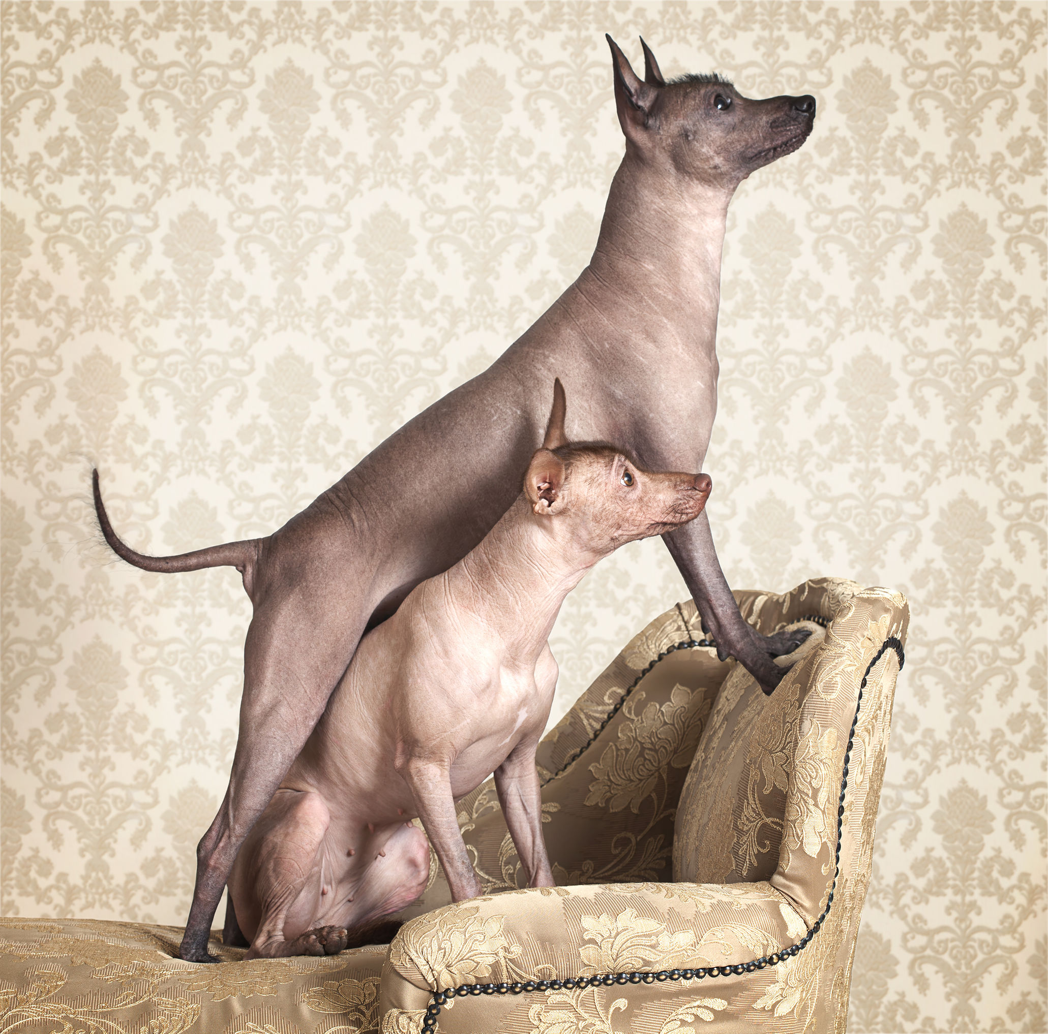 Cane Xoloitzcuintle: origini del cane nudo messicano