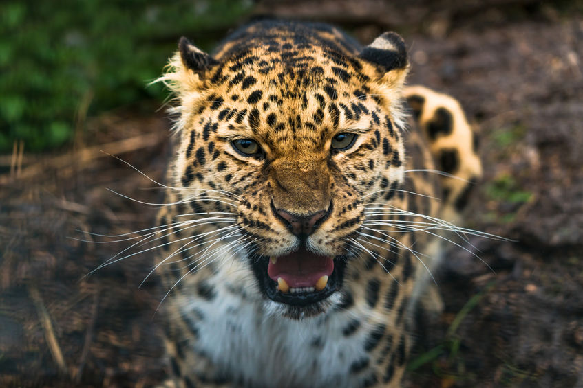 specie estinzione Leopardo dell’Amur