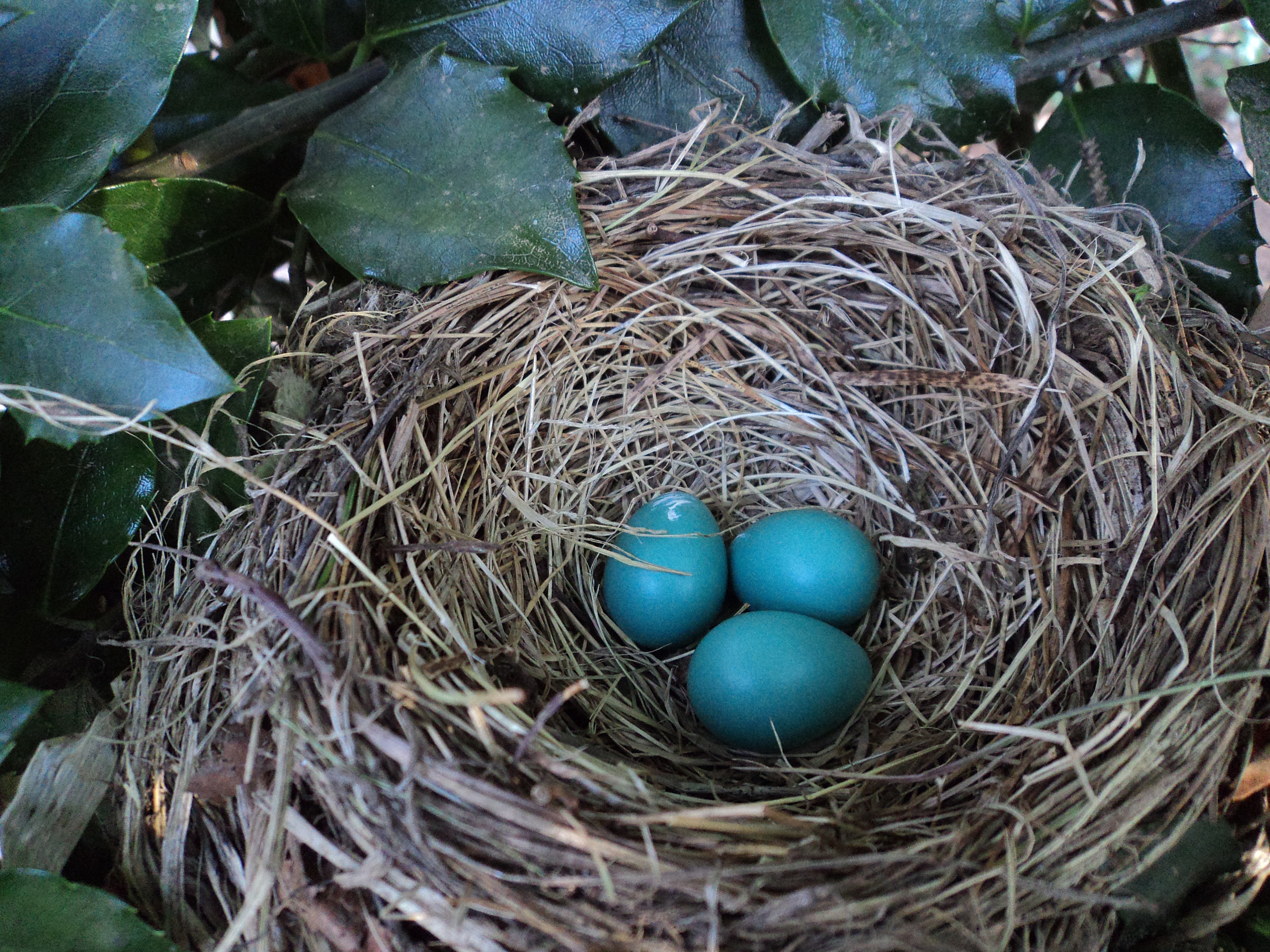 Птицы гнезда на земле. Дрозд высиживает яйца. Яйца дрозда дерябы. Голубые яйца. Голубые птичьи яйца.