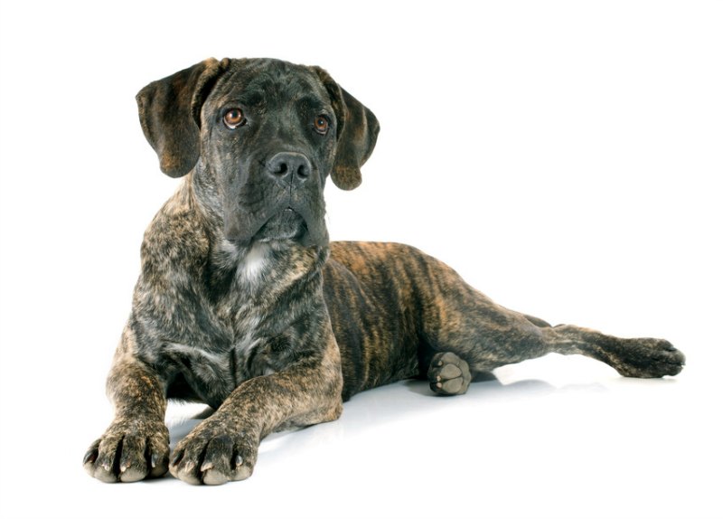 cane corso