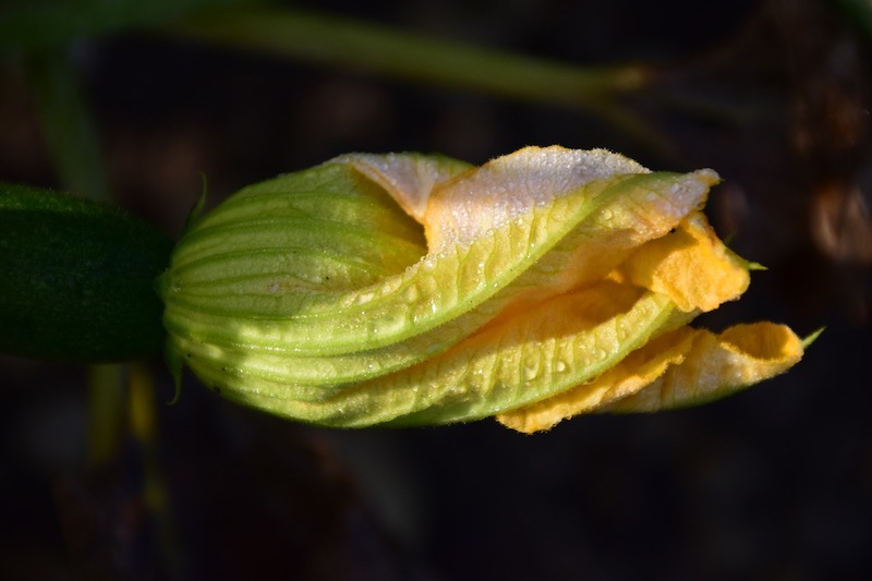 Fiori di zucca ripieni