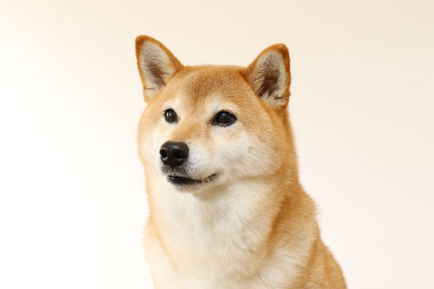 Shiba Inu cane