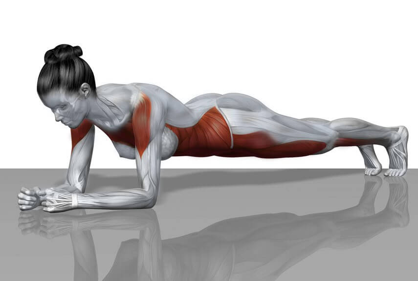 muscoli coinvolti nel plank