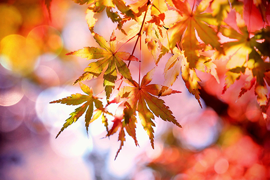 10 Frasi Sull Autunno Ecco Le Piu Belle Deabyday