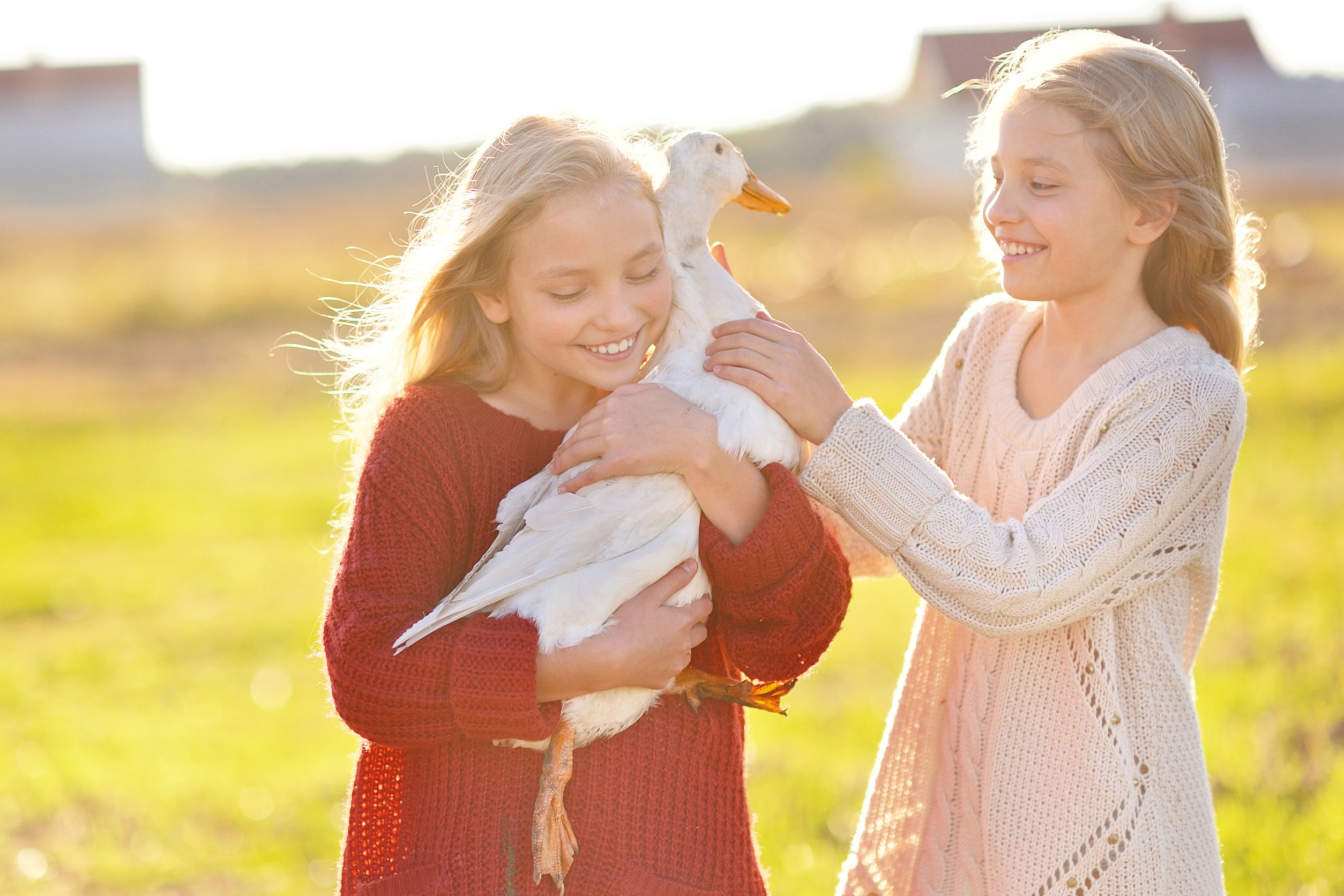 Cosa gli animali possono insegnarci