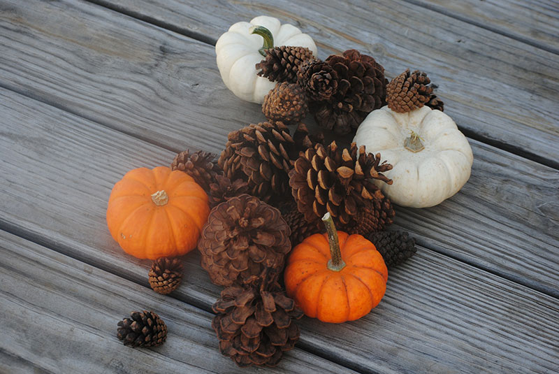 decorazioni-casa-autunno-pigne-zucche