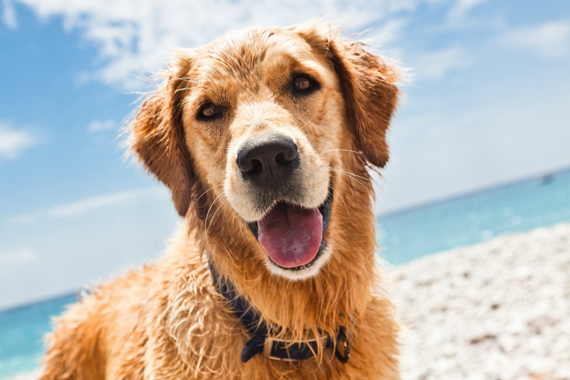 cane spiaggia