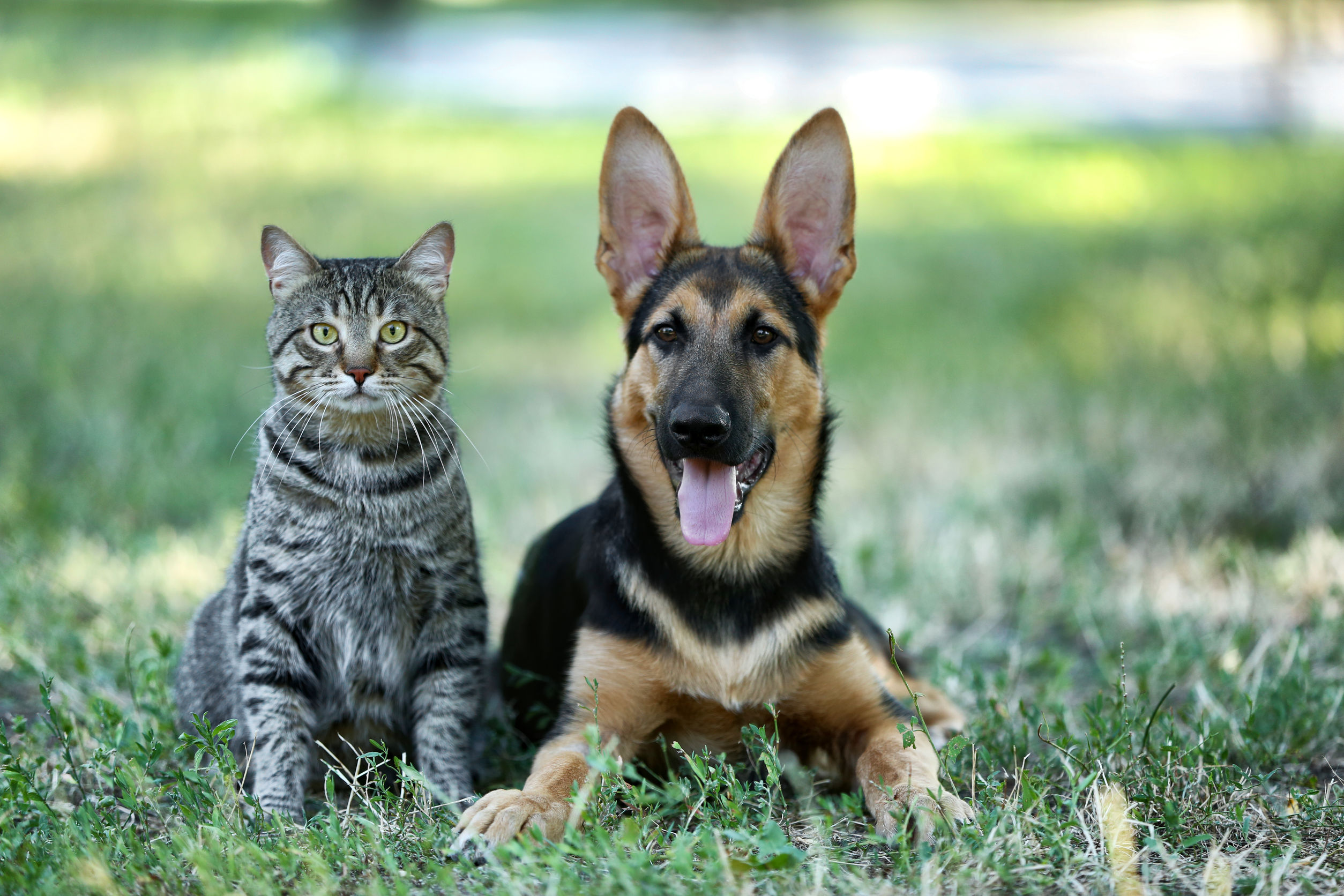 cane e gatto 