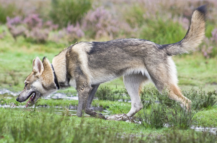 cane tamaskan