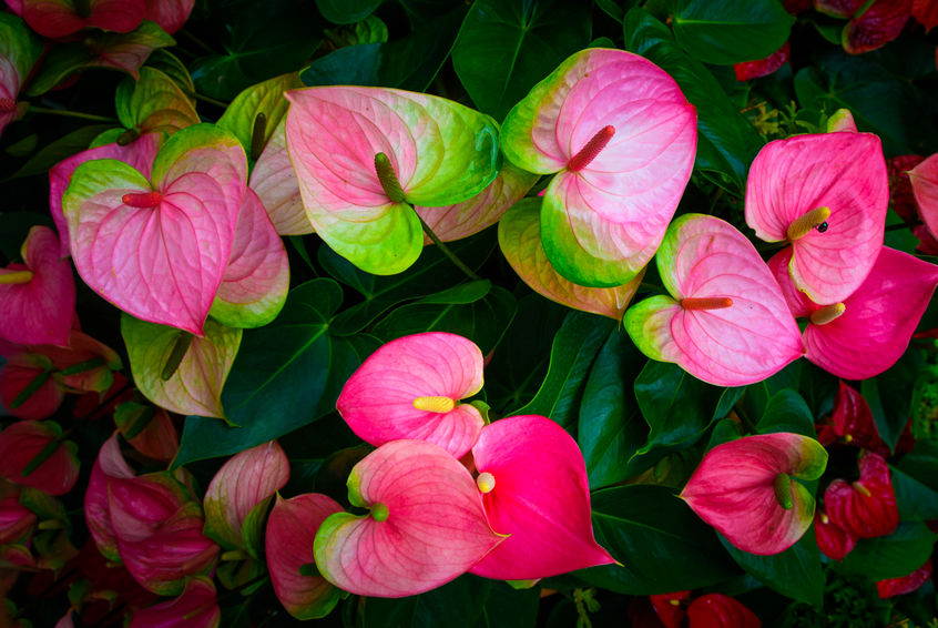 anthurium rosa