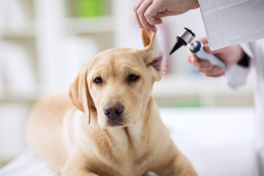 Cane dal veterinario: visita alle orecchie