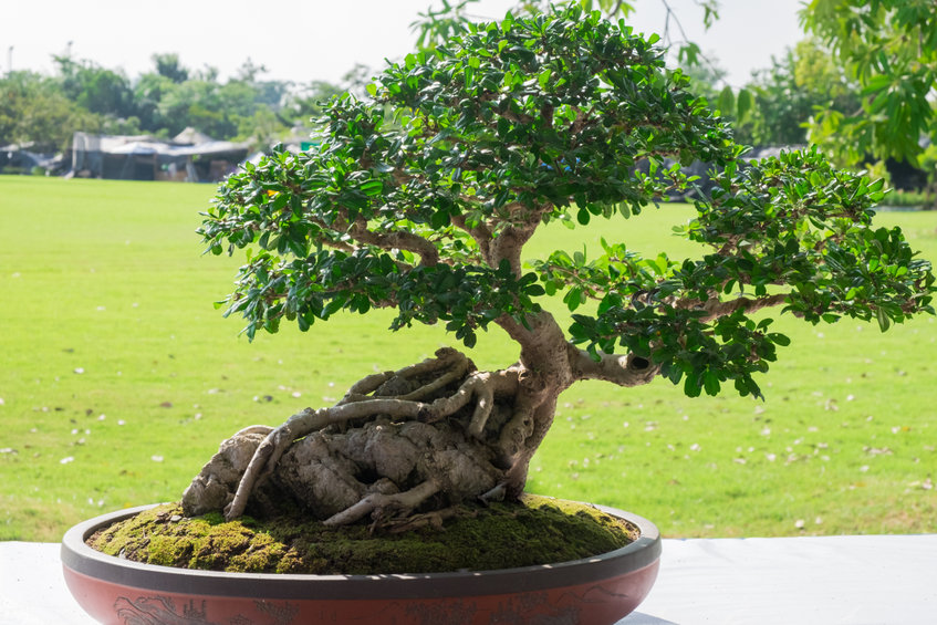 foto bonsai ficus