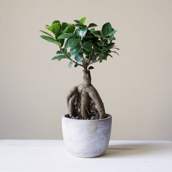 foto Bonsai Ginseng