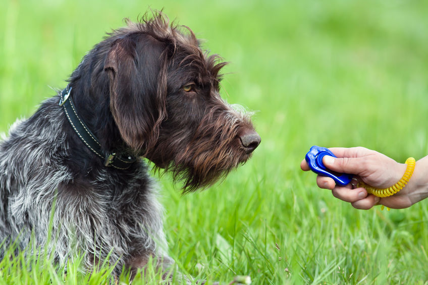 Cane con clicker