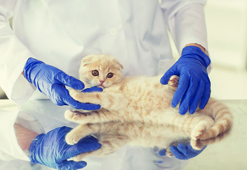 veterinario-visita-cucciolo-di-gatto