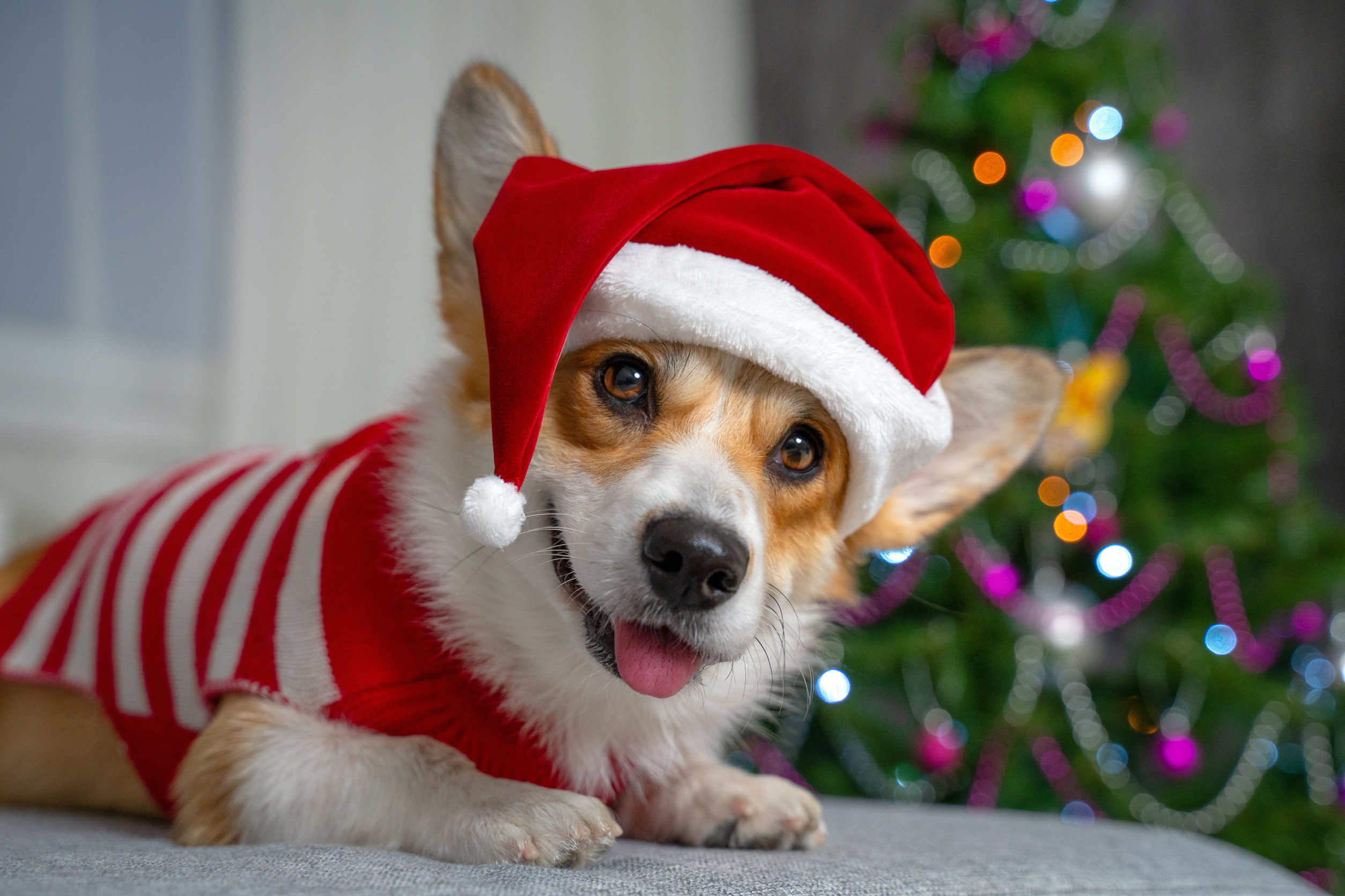 costumi natalizi per cani