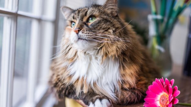 gatto maine coon gigante