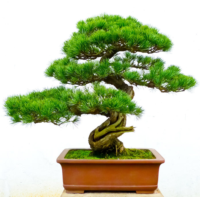 foto bonsai pino