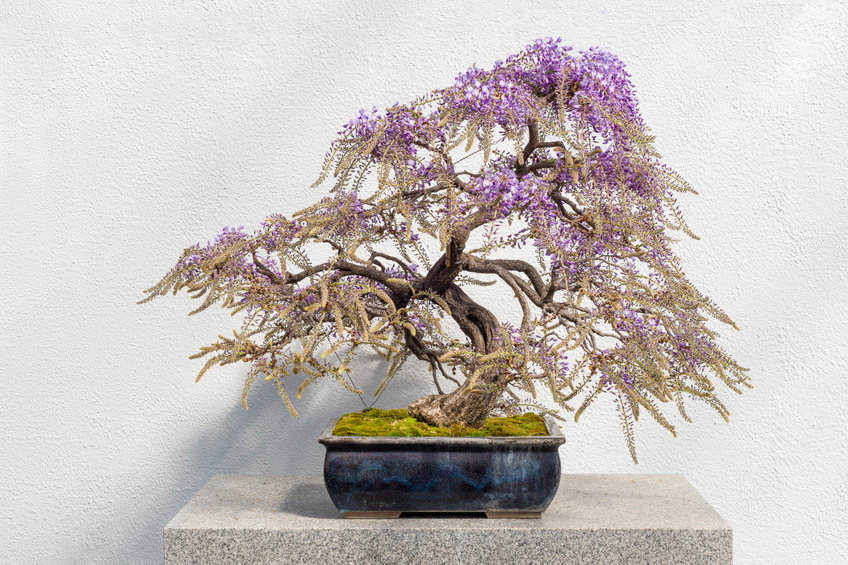 foto bonsai glicine