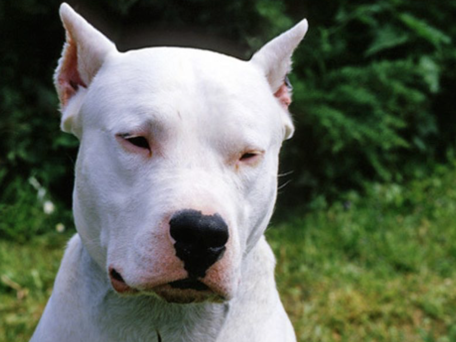 Dogo argentino