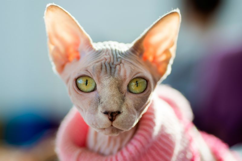 sphynx