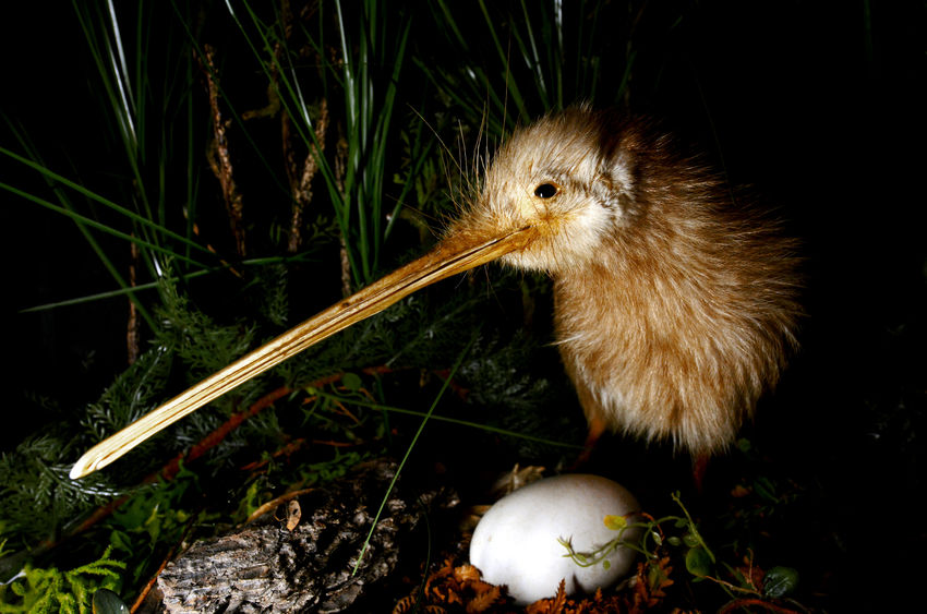 specie estinzione Kiwi della Nuova Zelanda