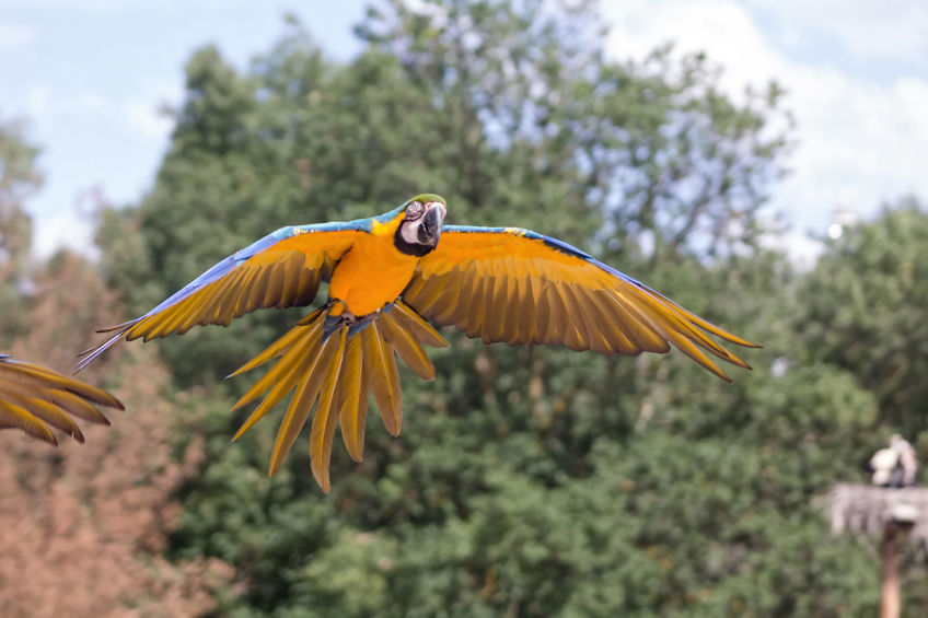 specie estinzione pappagallo Ara gialloblu