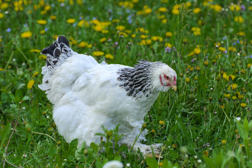 Galline ornamentali: brahma