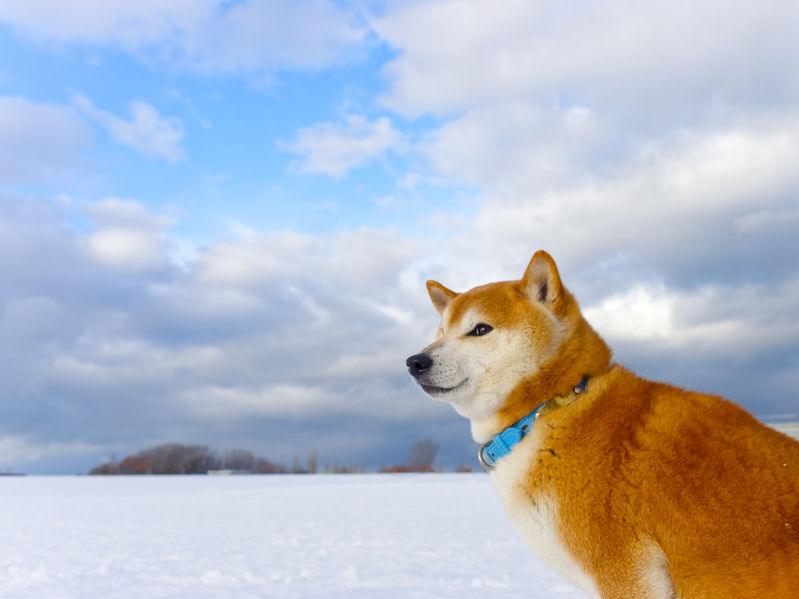 Shiba Inu sulla neve