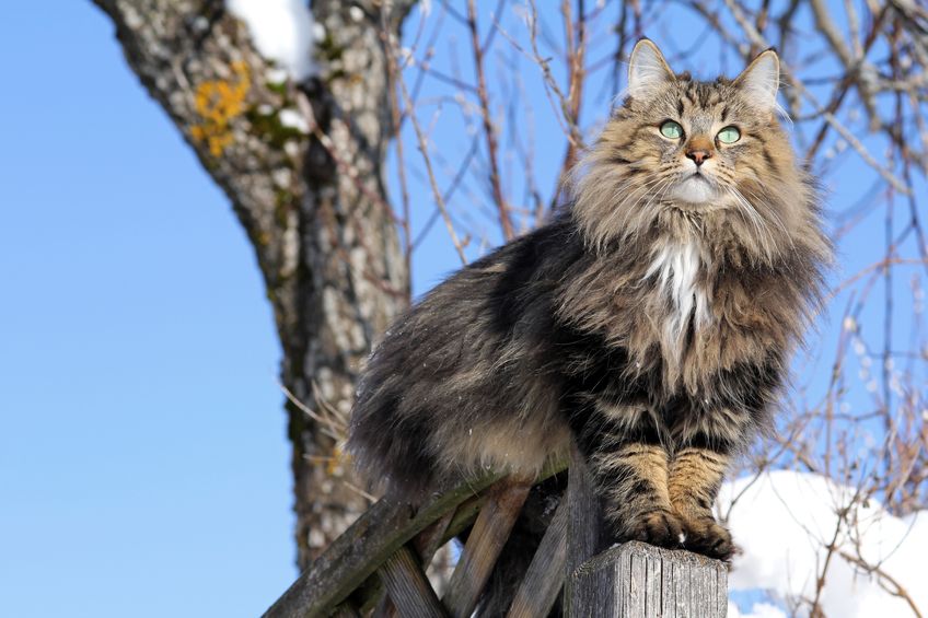 gatto norvegese su albero