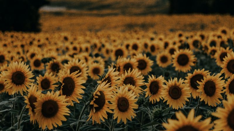 girasole